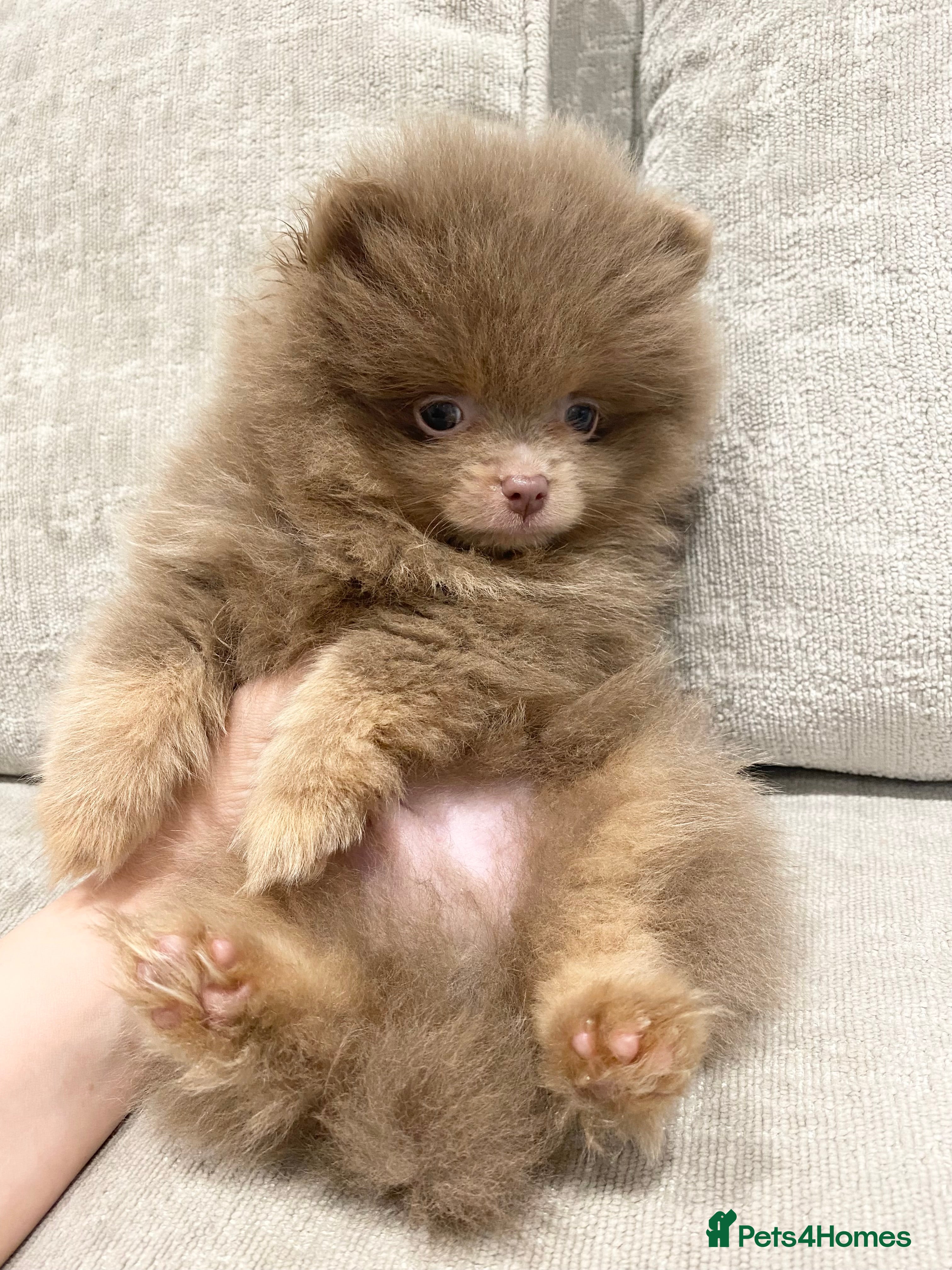 Pomeranian dogs FLUFFY TEDDY BEAR POMERANIANS 🐻  - Advert 8