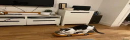 Domestic Shorthair cats for sale: Hendrix-12 Year old Male-Looking for a Quiet Home  - Advert 8
