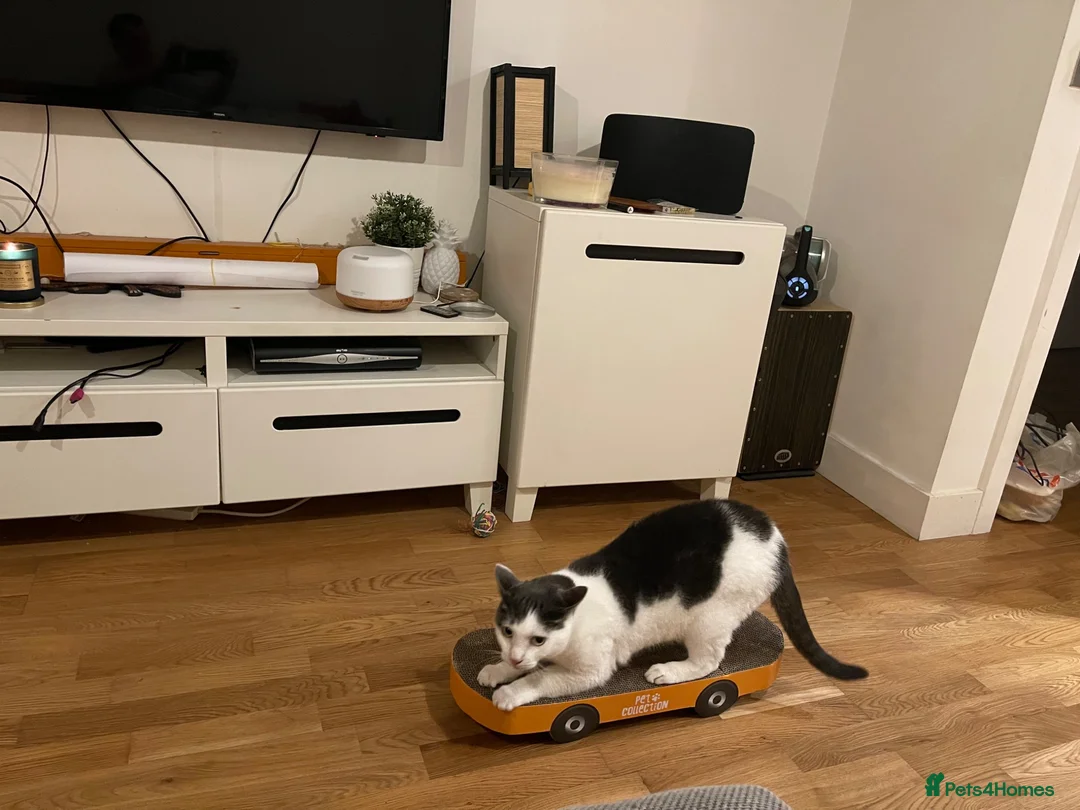 Domestic Shorthair cats for sale: Hendrix-12 Year old Male-Looking for a Quiet Home  - Advert 8