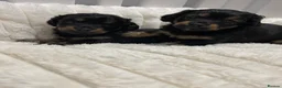 Mixed Breed dogs for sale: 2 female doxipoo puppies for sale  - Advert 2