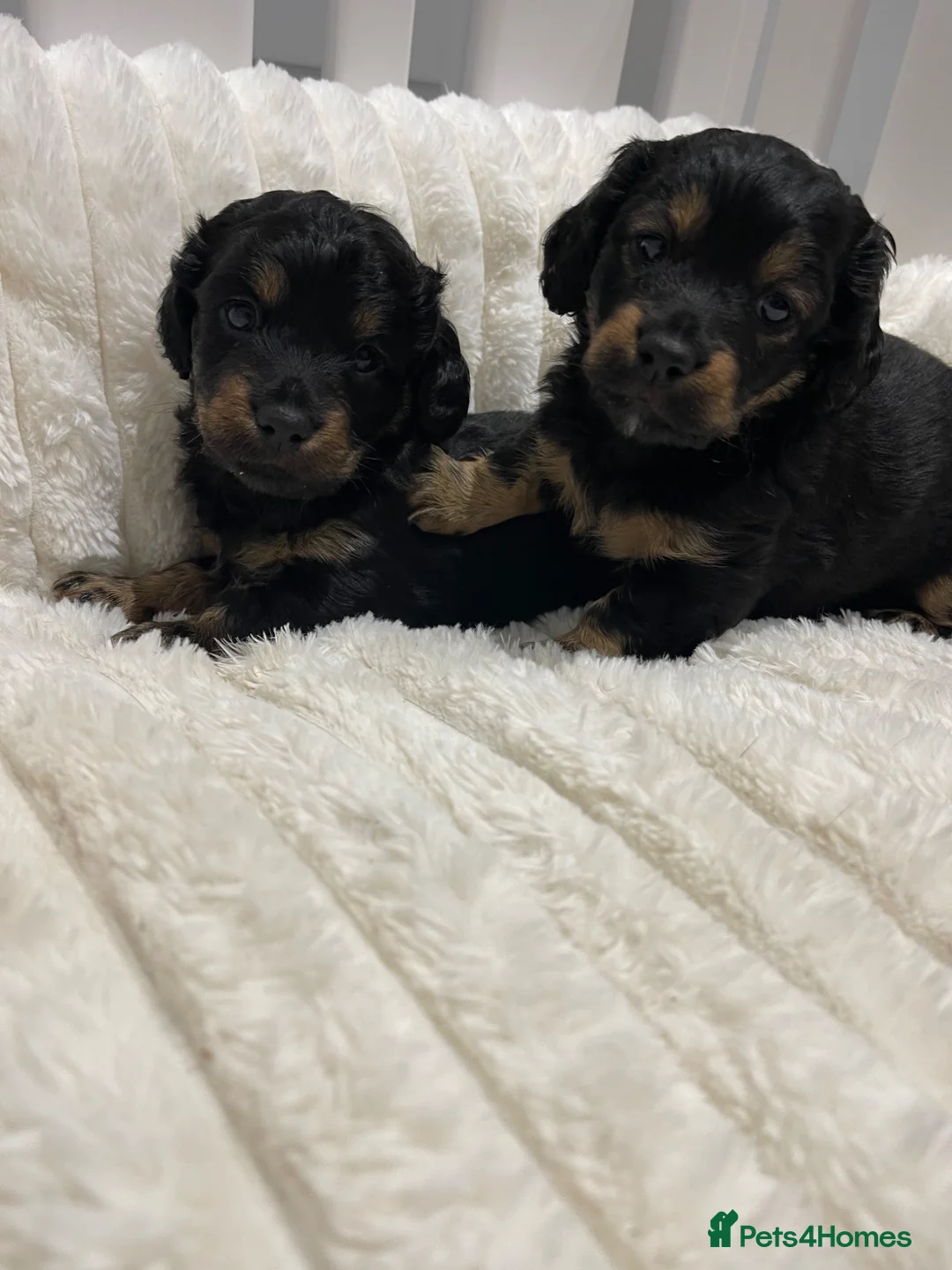 Mixed Breed dogs for sale: 2 female doxipoo puppies for sale  - Advert 2