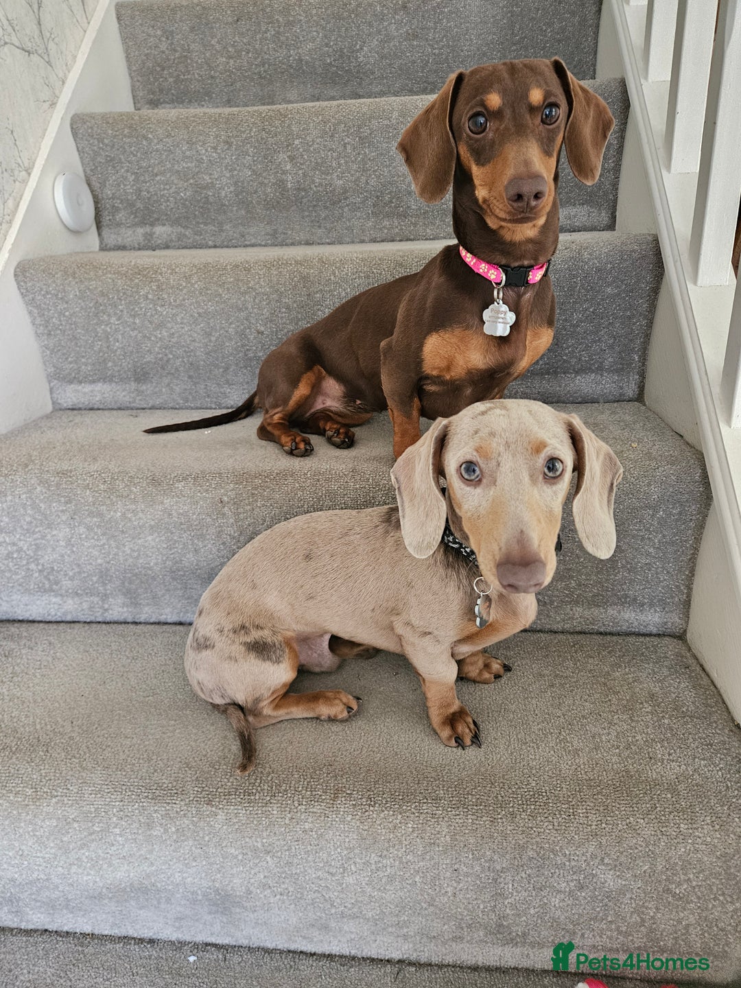 Miniature Dachshund dogs for sale: Miniature Dachshunds For Sale - Image 12