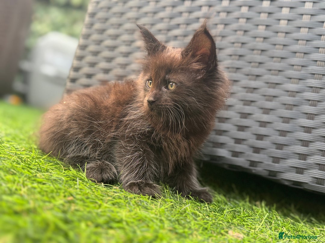 Maine Coon cats for sale: 2 Mainecoon pedigree kitten - Image 25