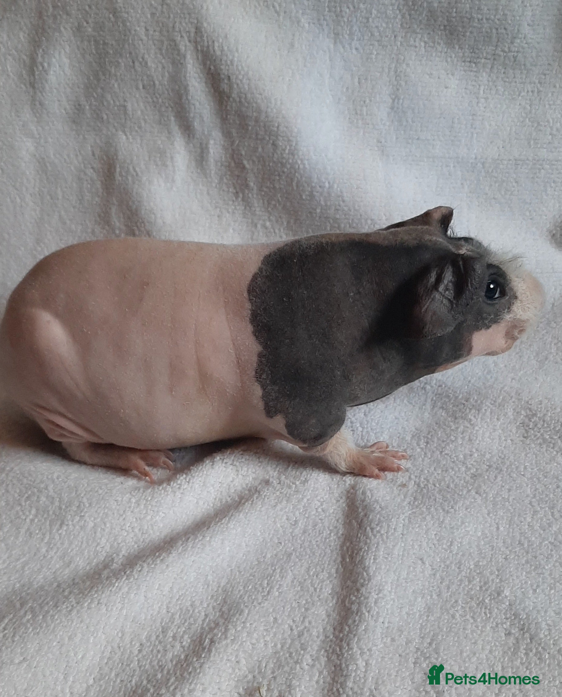 Guinea Pig rodents Skinny pig available. Pedigree. - Advert 17