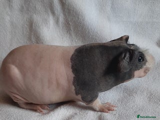 Guinea Pig rodents Skinny pig available. Pedigree. - Advert 15