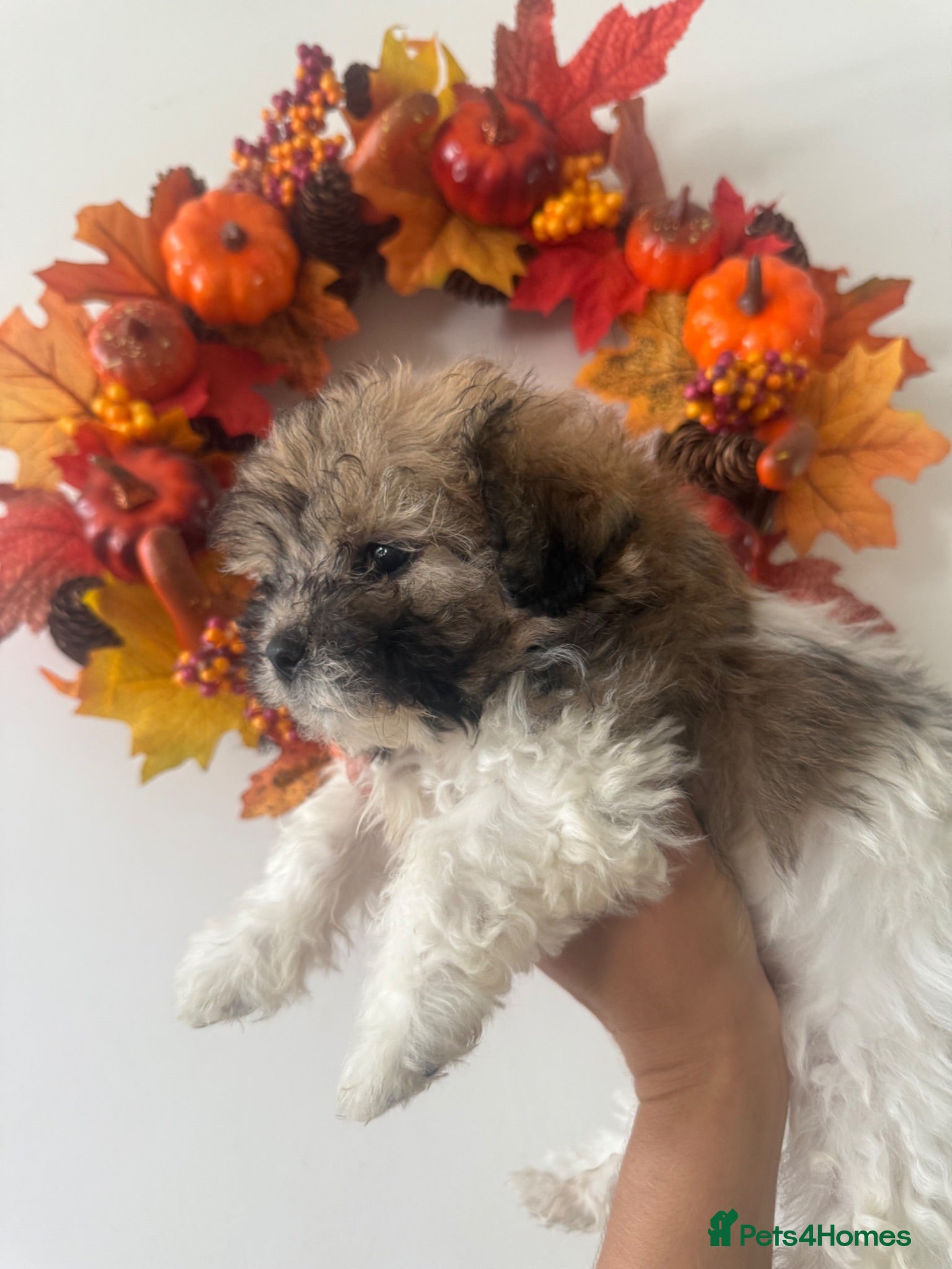 Shih Tzu dogs Tiny shih tzu babies (shih tzu/imperial) ready now - Advert 2