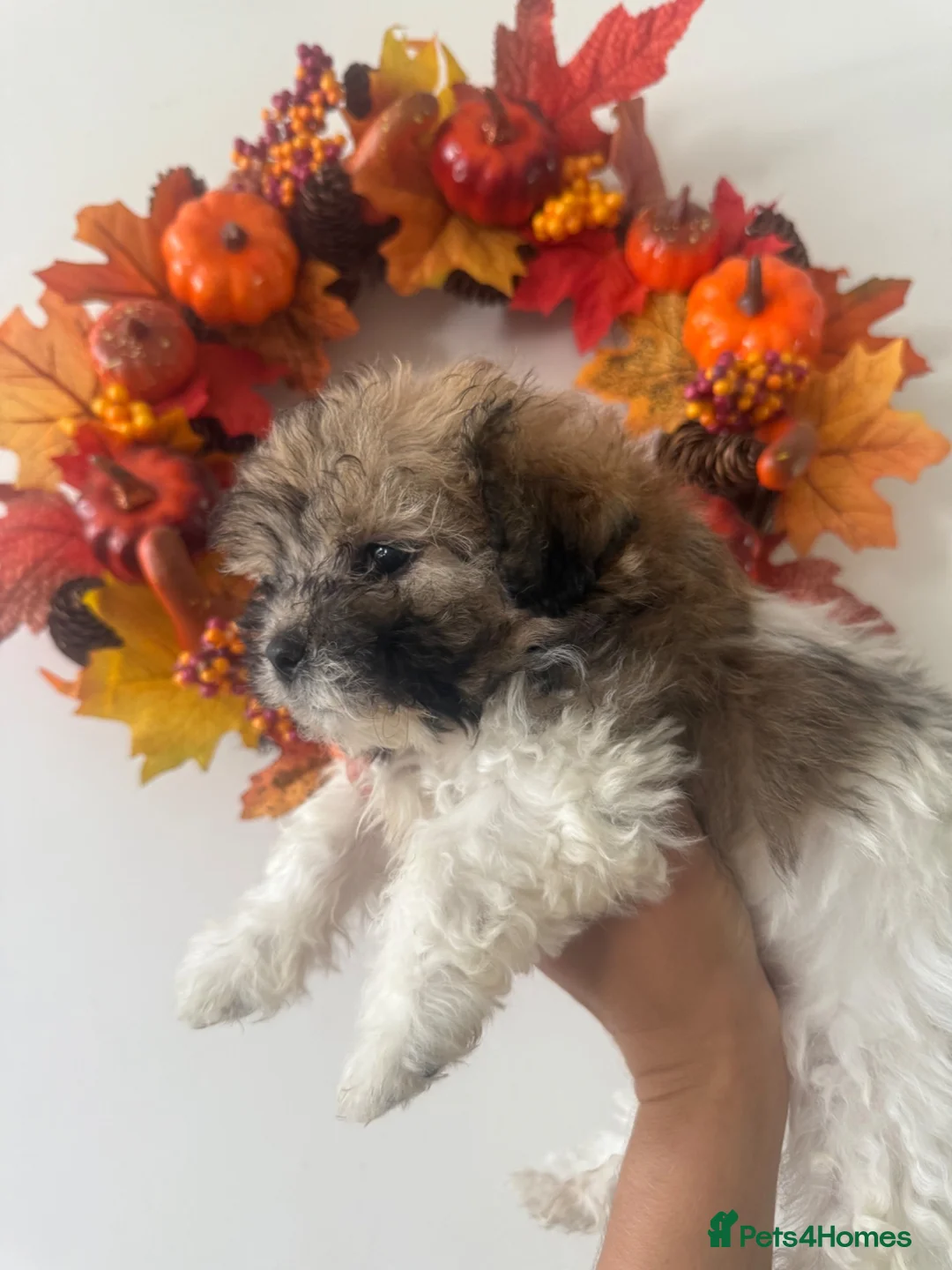 Shih Tzu dogs for sale: Tiny shih tzu babies (shih tzu/imperial) ready now - Advert 2