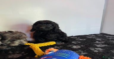 Cockapoo dogs Cockapoo Puppies (Licensed Breeder)  - Advert 8