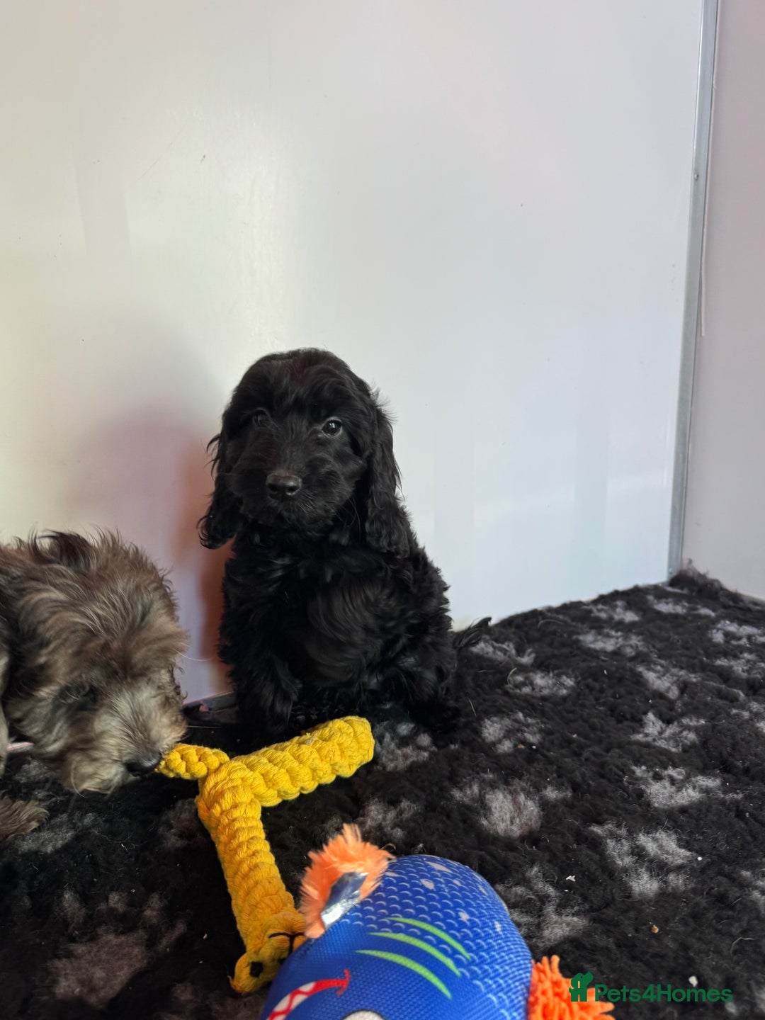 Cockapoo dogs for sale: Cockapoo Puppies (Licensed Breeder)  - Advert 3