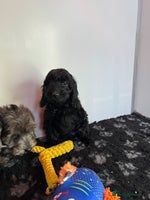 Cockapoo dogs Cockapoo Puppies (Licensed Breeder) - Advert 8