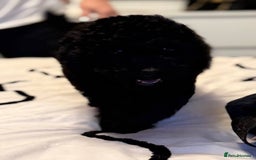 Miniature Poodle dogs for sale: Miniature Poodle Puppies from DNA tested Parents - Image 5