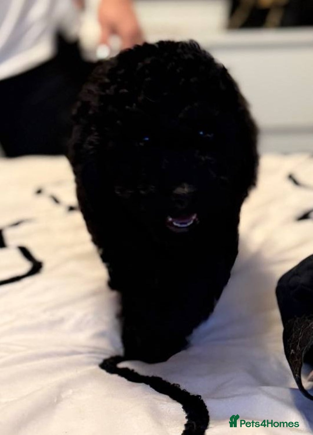 Miniature Poodle dogs for sale: Miniature Poodle Puppies from DNA tested Parents - Image 5