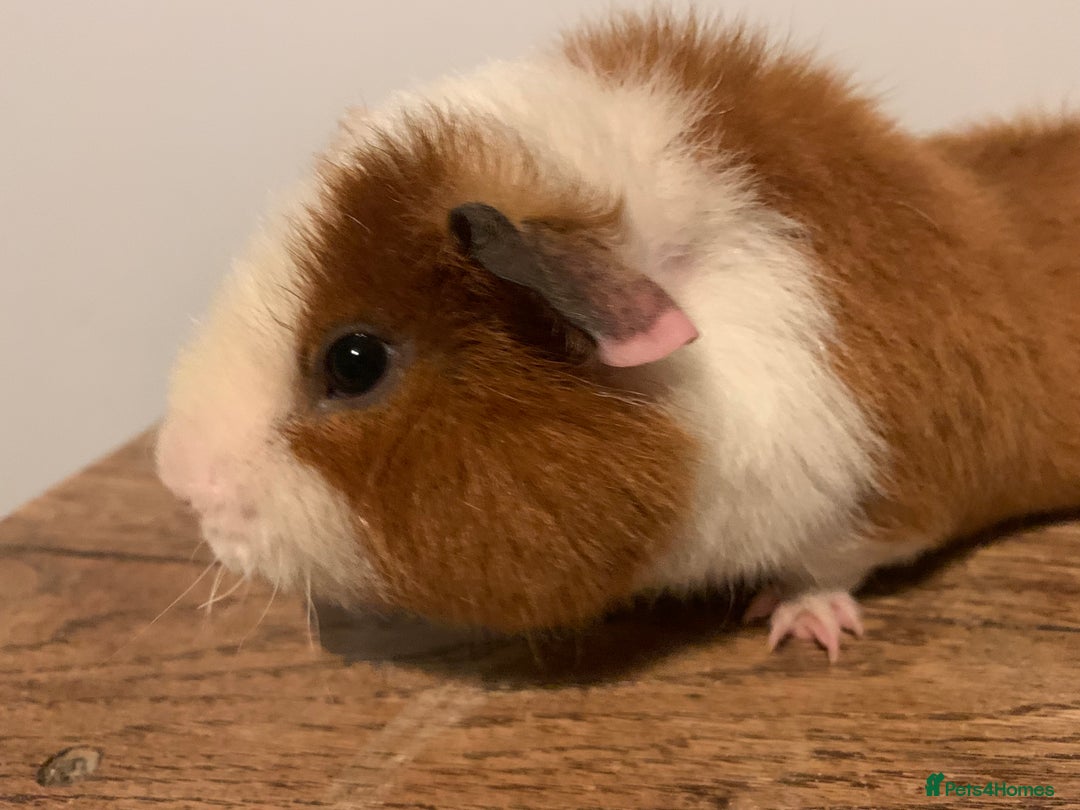Guinea Pig rodents for sale: Loveable baby teddy Guinea pig boy  - Advert 2