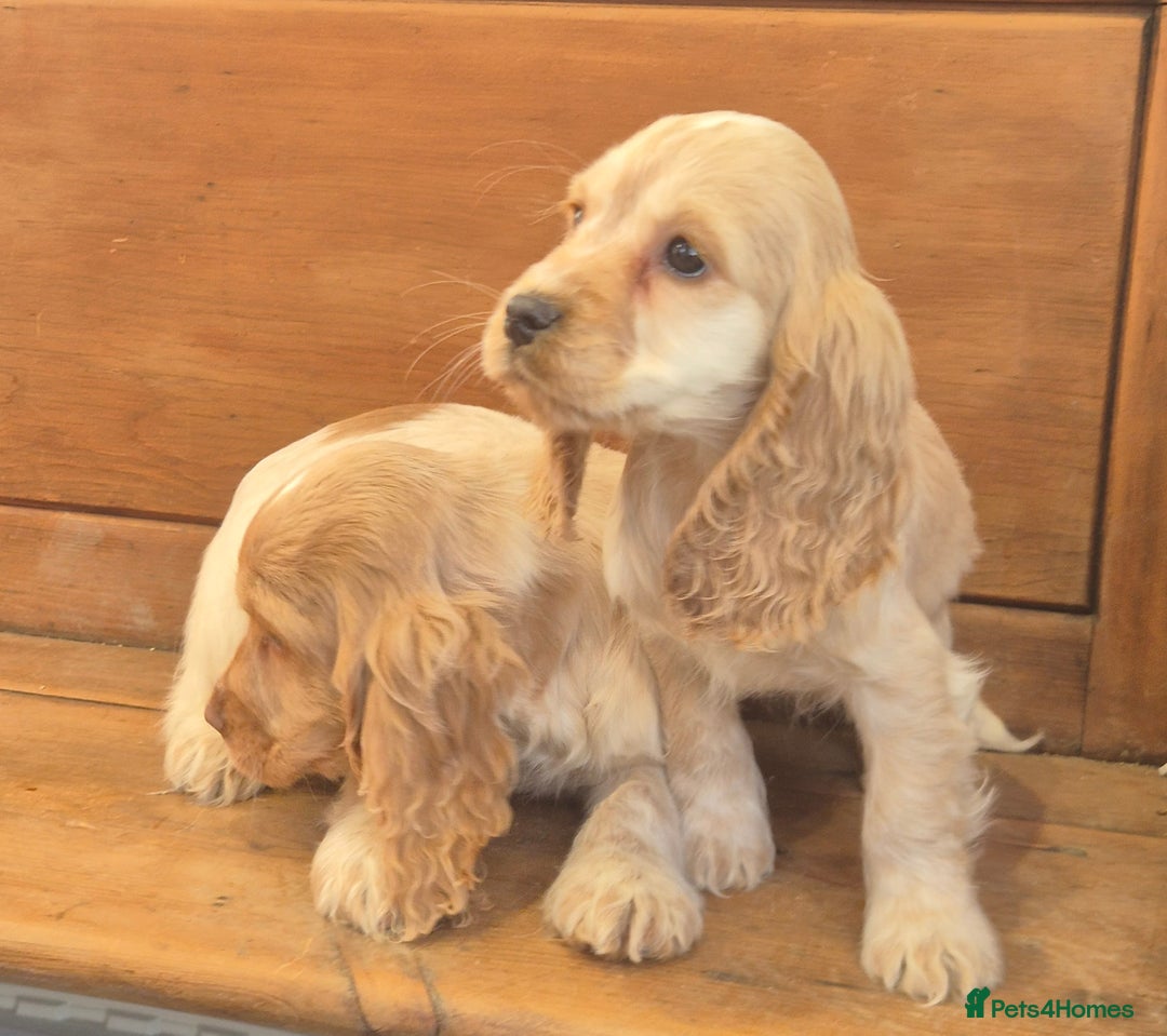 Cocker Spaniel dogs for sale: 🐾 Show-Type Cocker Spaniel Puppies 🐾 - Advert 5