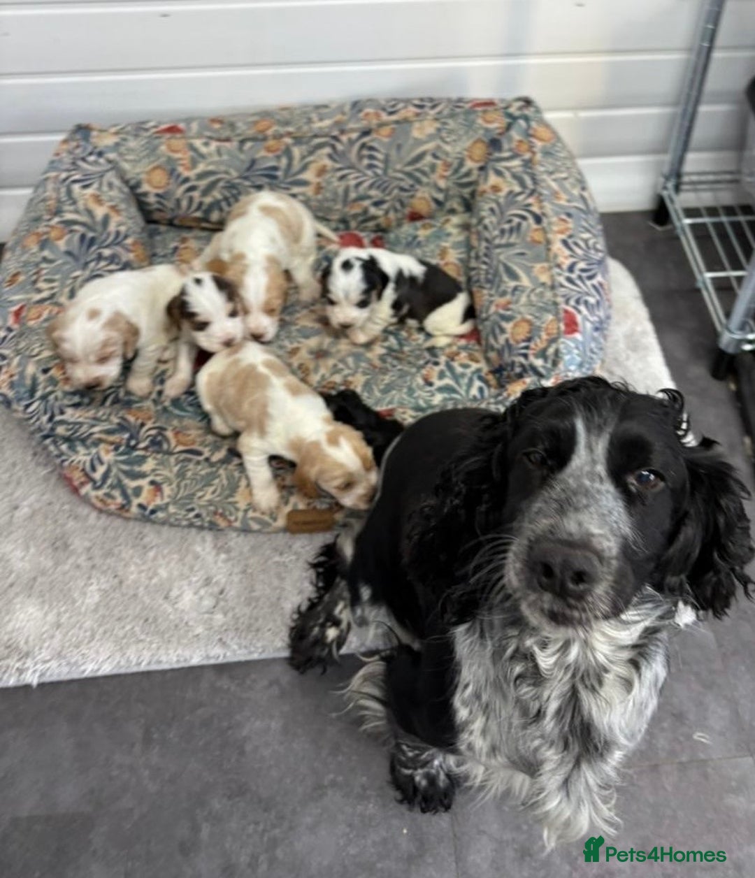 Cocker Spaniel dogs for sale: KC registered English cocker spaniels - Advert 2