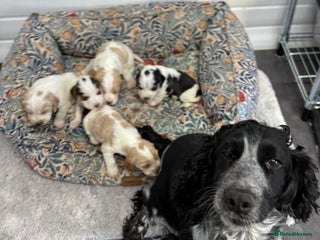 Cocker Spaniel dogs KC registered English cocker spaniels - Advert 3