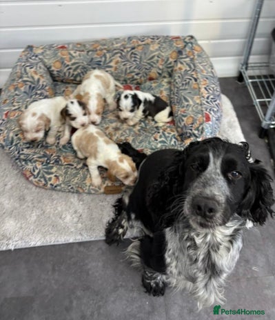 Cocker Spaniel dogs KC registered English cocker spaniels - Advert 4