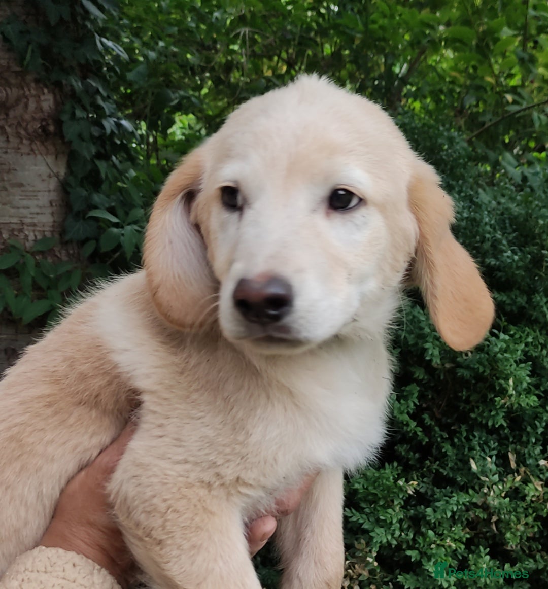 Labradoodle dogs for sale: Labradoodle / Fox Red Labrador X Puppies - Image 24