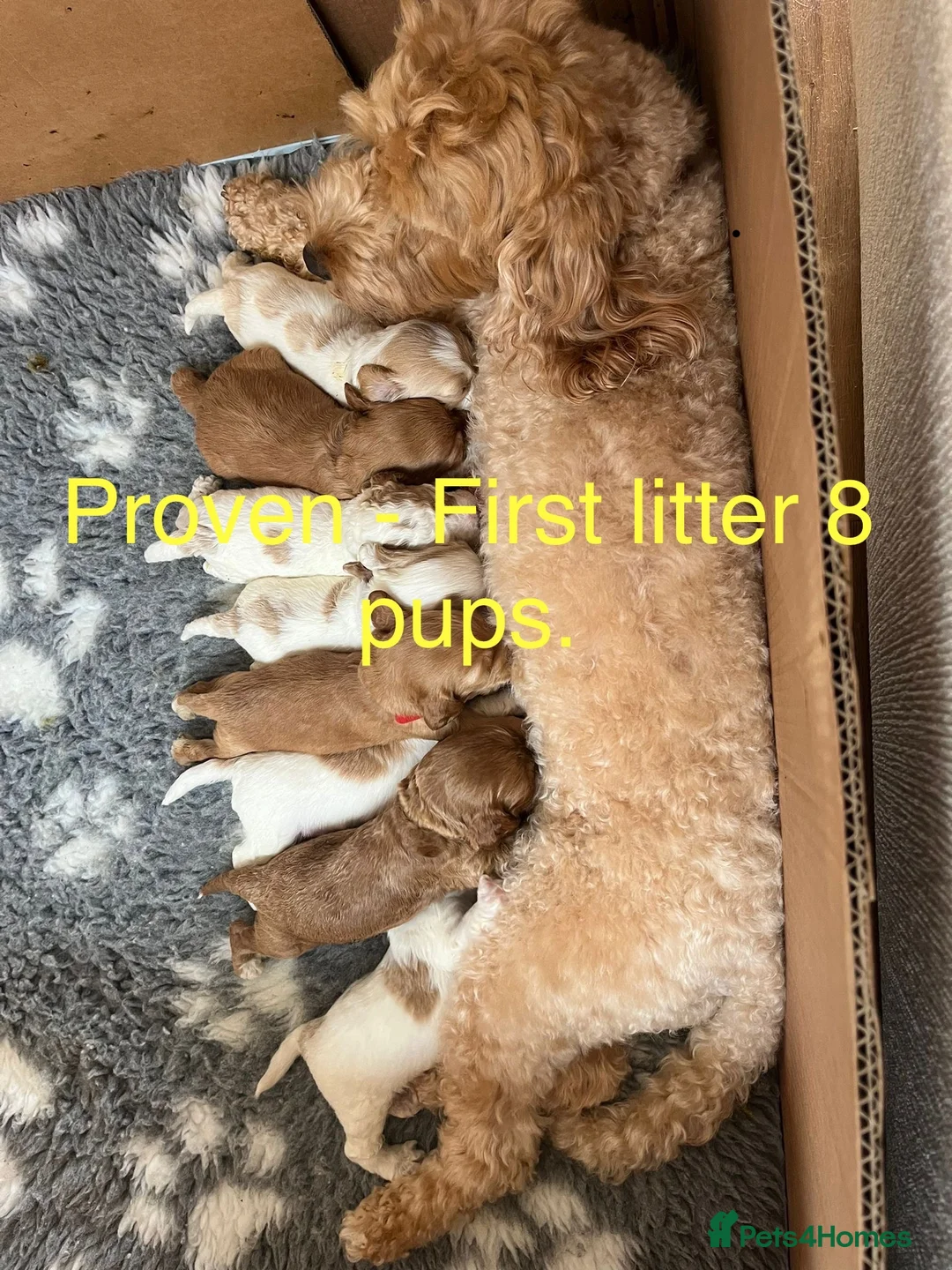 Cockapoo dogs for stud: Proven Red F1 Cockapoo Stud in Belfast - Advert 10