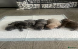 French Bulldog dogs for sale: Beautiful litter of 5 french bulldogs for sale  - Image 6