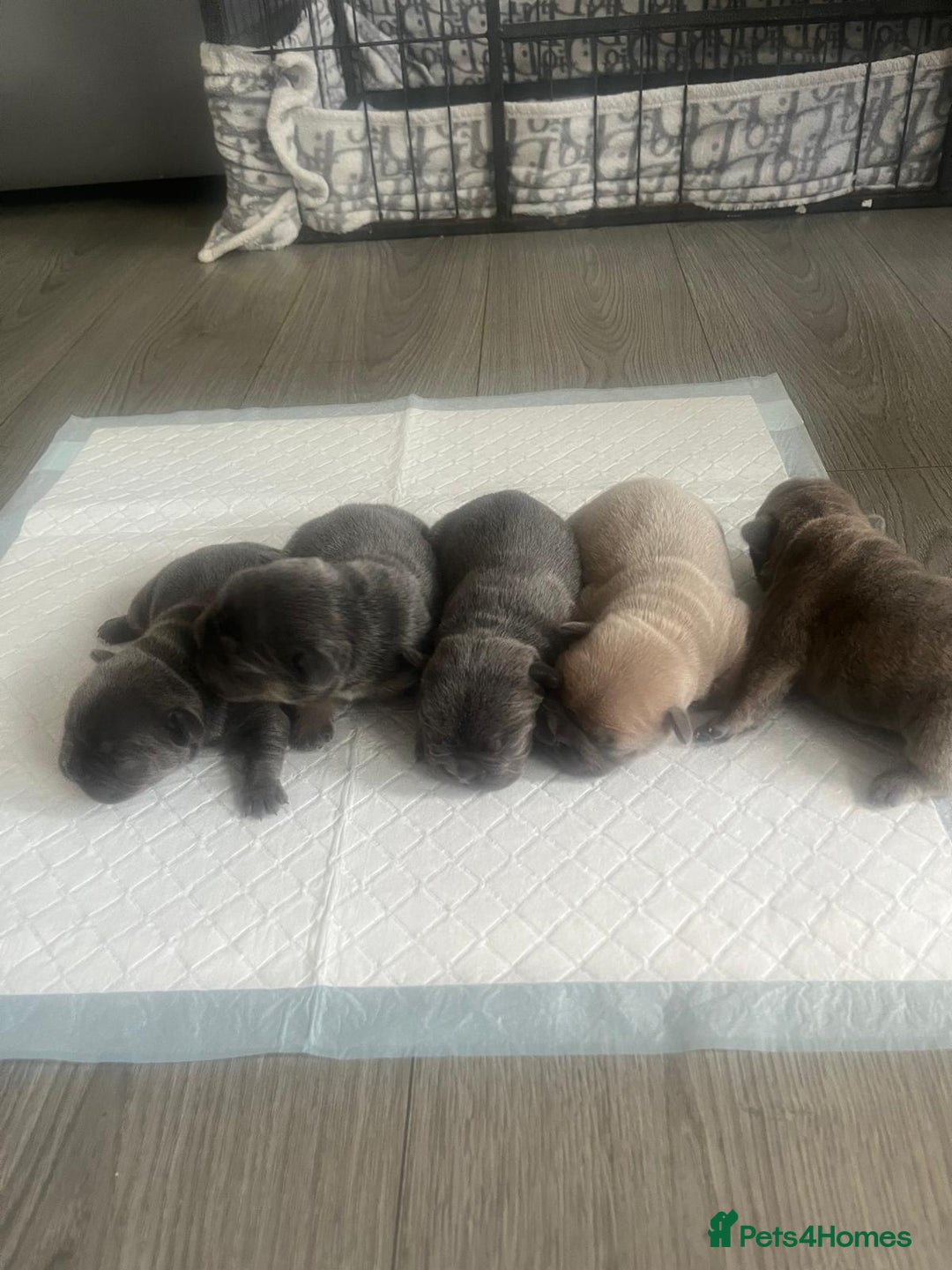 French Bulldog dogs for sale: Beautiful litter of 5 french bulldogs for sale  - Image 6