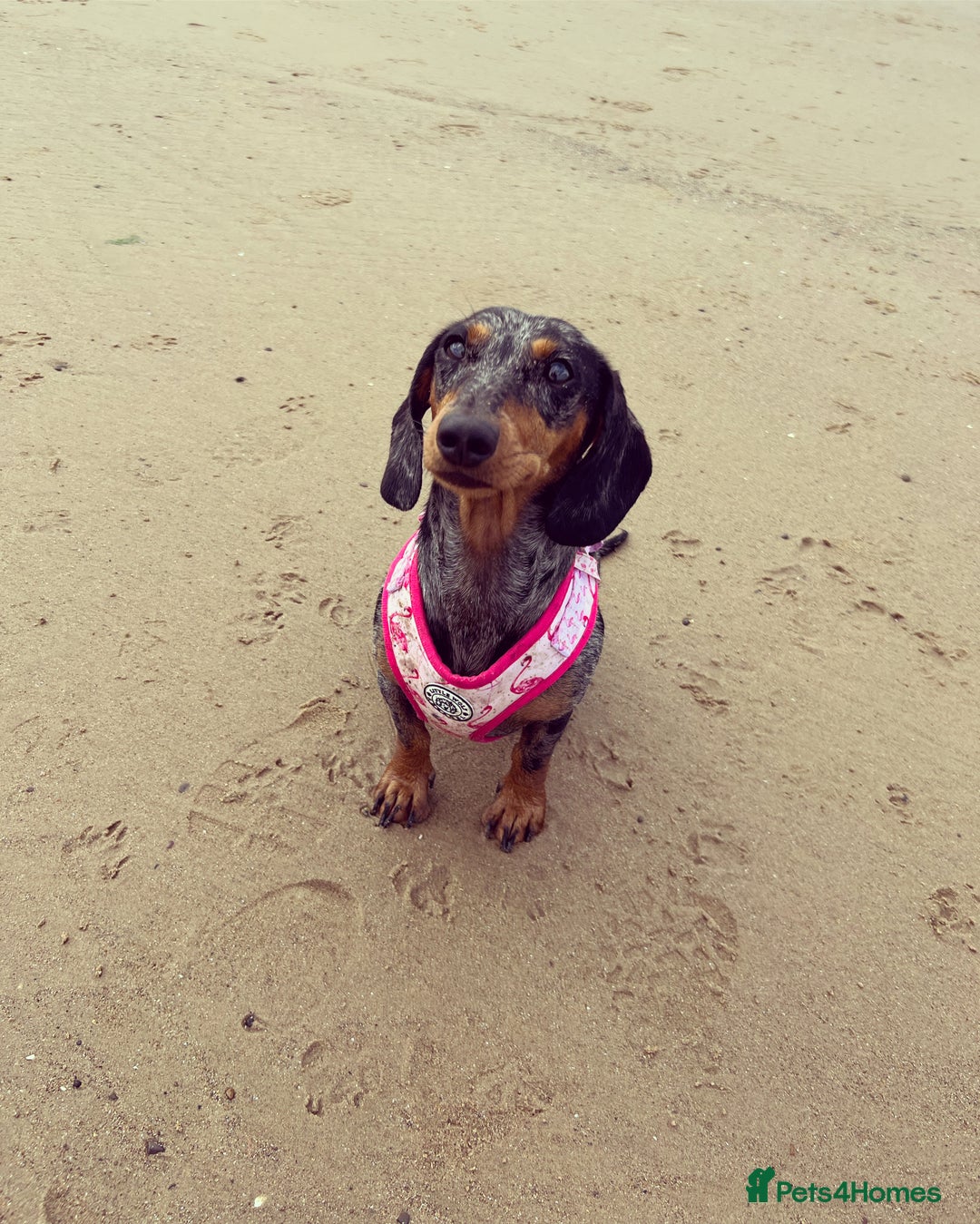 Miniature Dachshund dogs for sale: Miniature Dachshund  - Advert 2