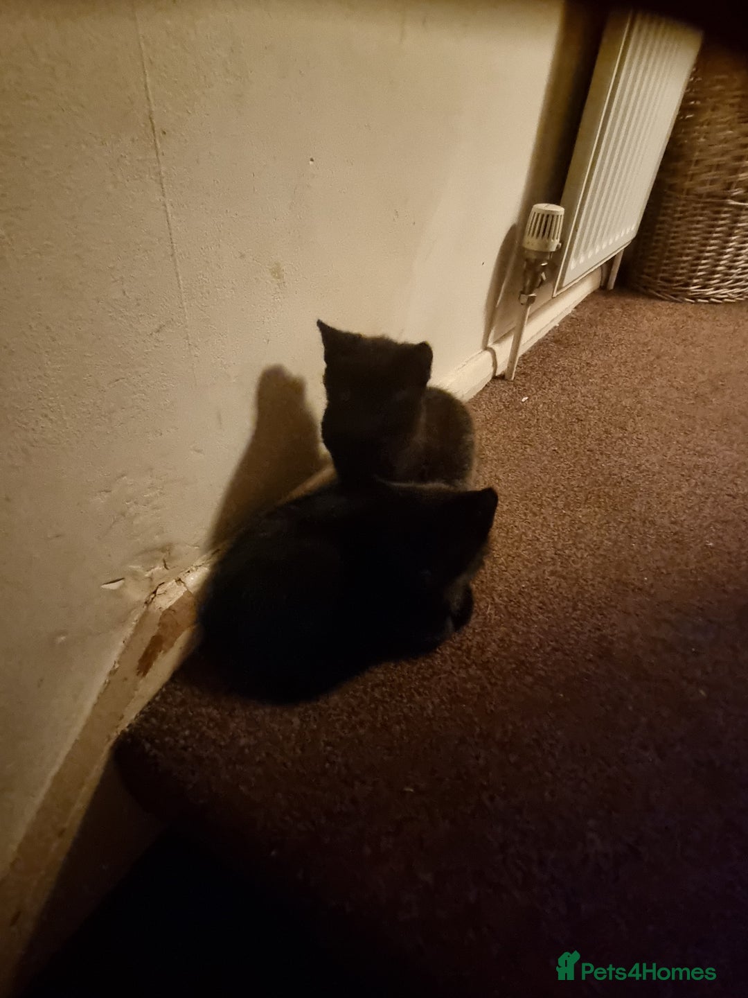Tonkinese cats for sale: 2 male half tonkinese kittens for sale - Image 8