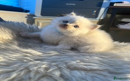 Ragdoll cats for sale: Ragdoll kittens pure breed!!! 😺 - Image 3