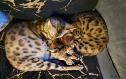 Bengal cats for sale: Bengal  in Forfar - Image 8