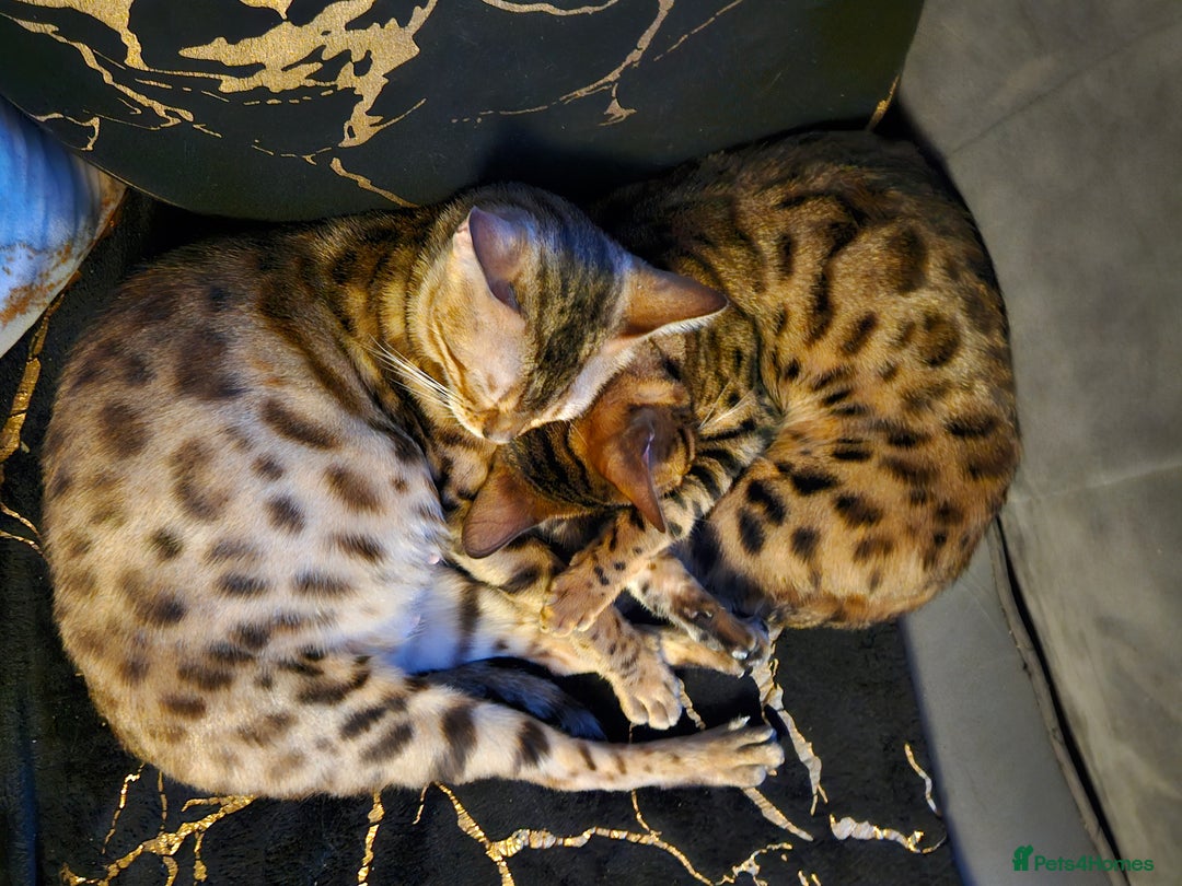 Bengal cats for sale: Bengal  in Forfar - Image 8