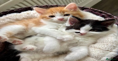 Mixed Breed cats - Advert 13