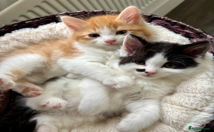 Mixed Breed cats - Advert 2