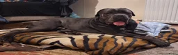 Cane Corso dogs for sale: Cane Corso Male, 20 mos. – Looking 4 Forever Home - Advert 1