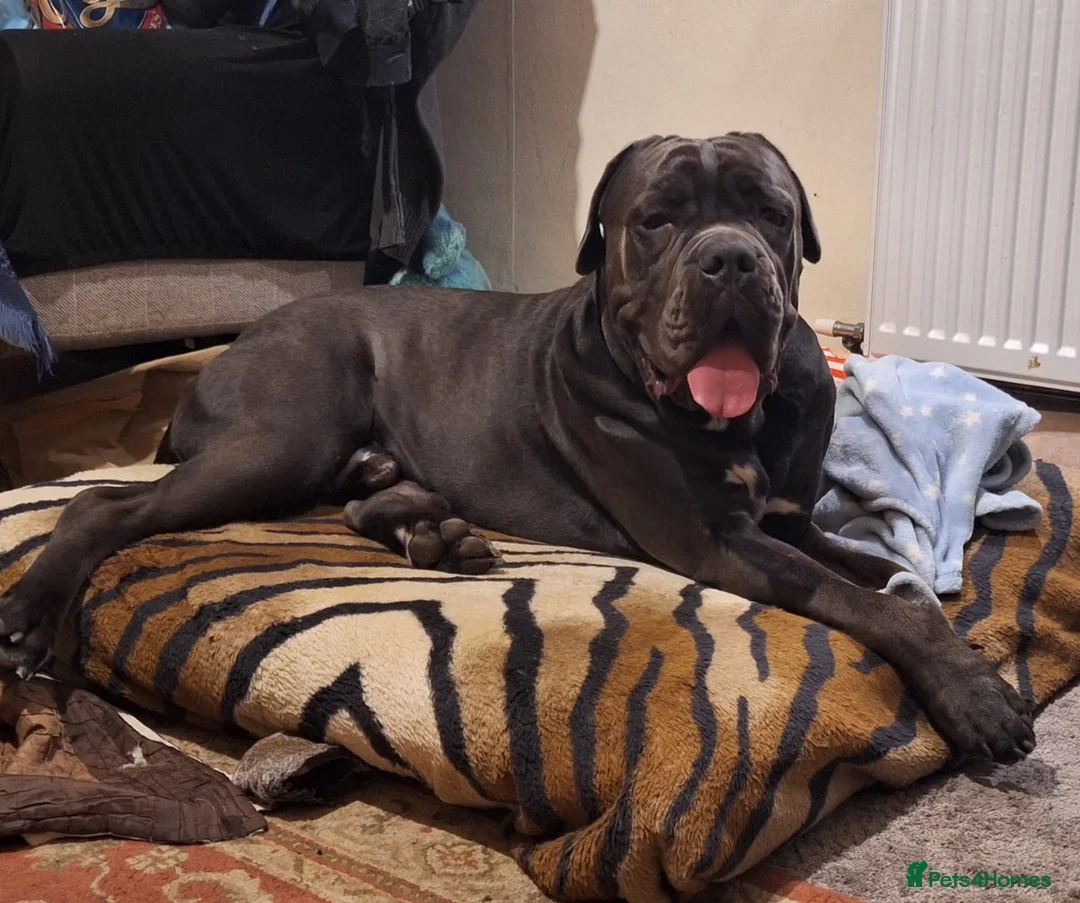 Cane Corso dogs for sale: Cane Corso Male, 20 mos. – Looking 4 Forever Home - Advert 1