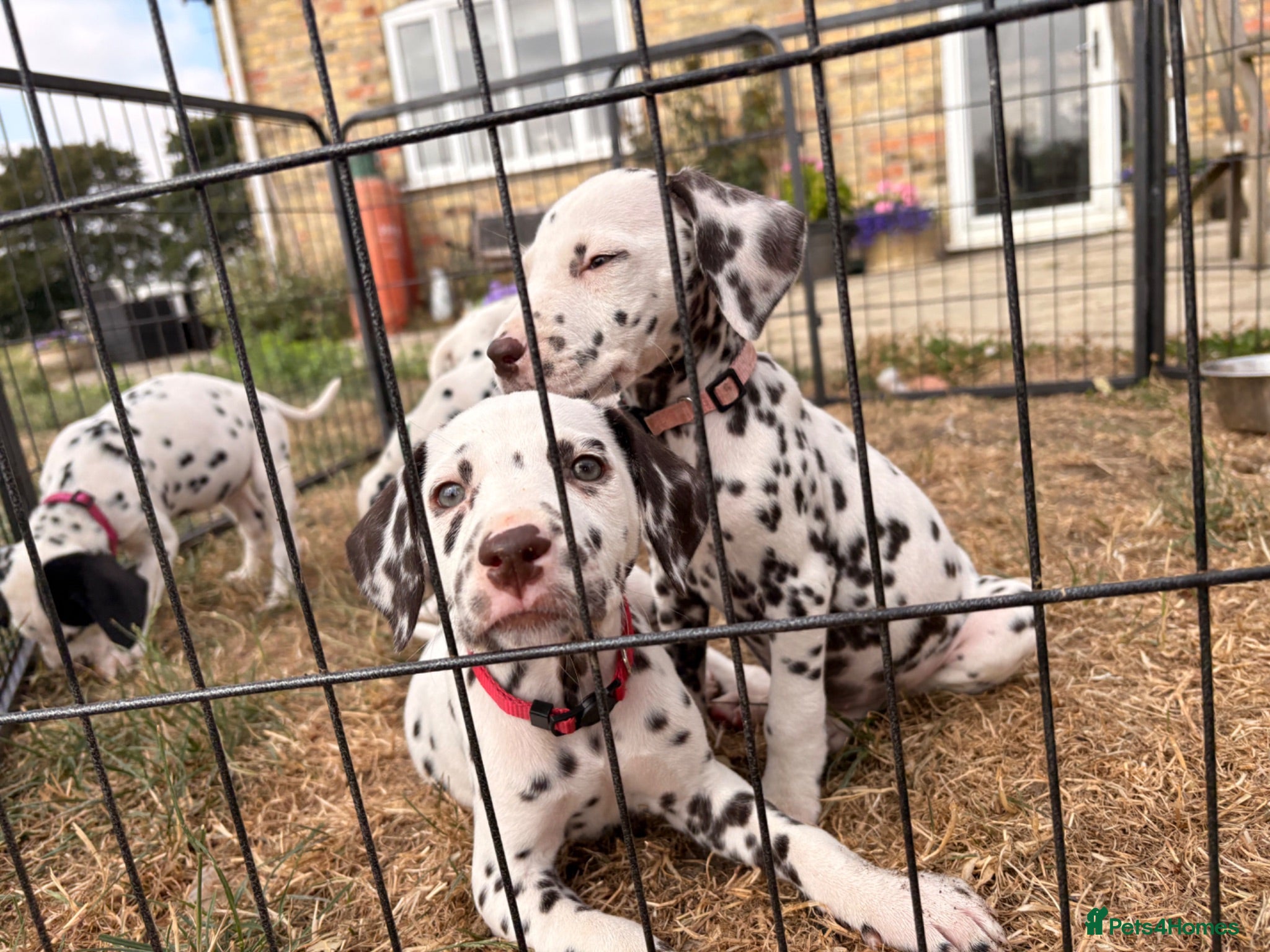 Dalmatian dogs Baer tested KC Dalmatian Puppies  - Advert 1