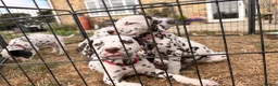 Dalmatian dogs for sale: ++Baer tested last male ready to leave  - Advert 11