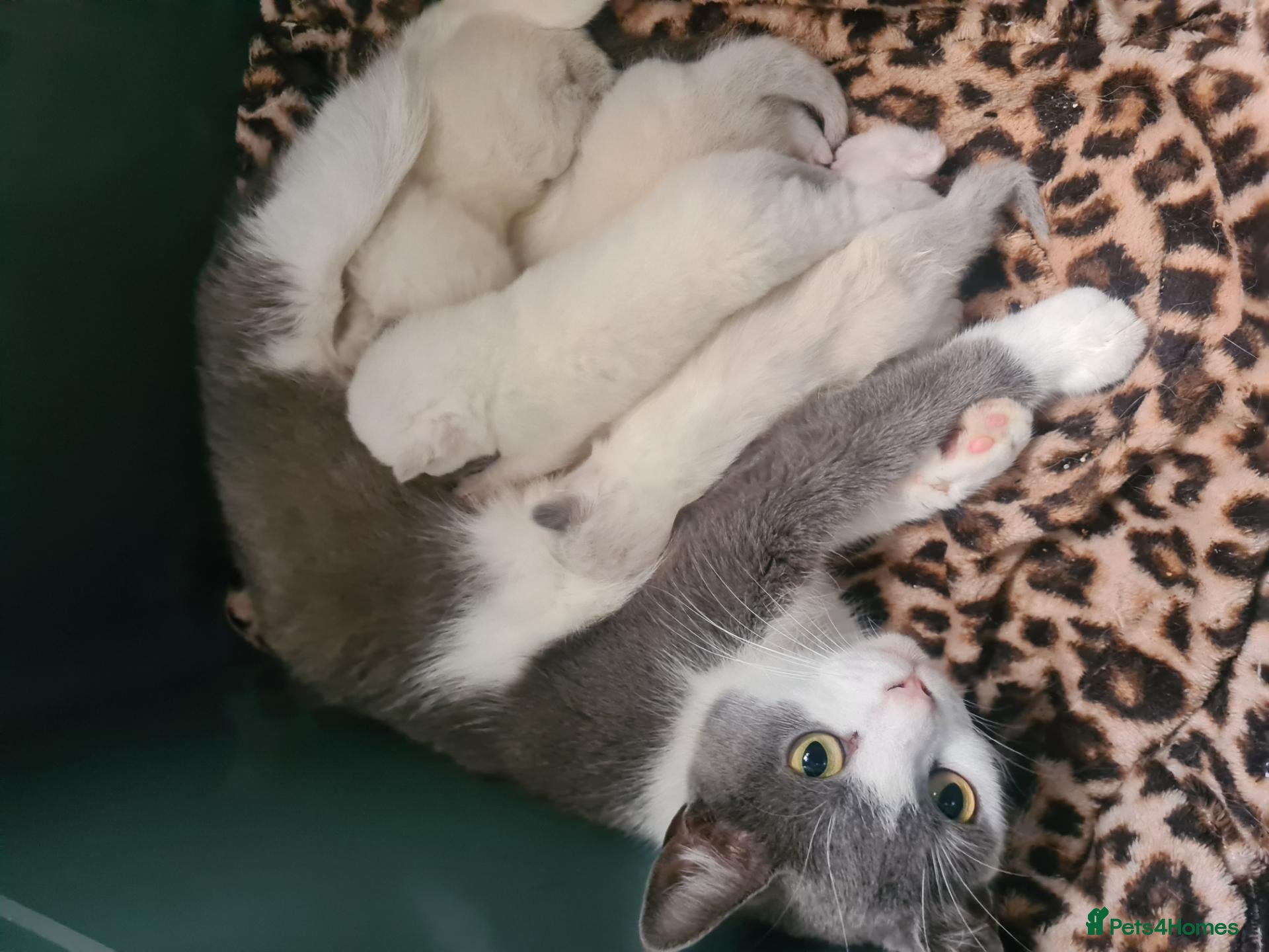 Mixed Breed cats British shorthair Cross kittens - Advert 1