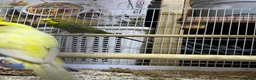Budgerigars birds for sale: 18 budgies for sale - Advert 12