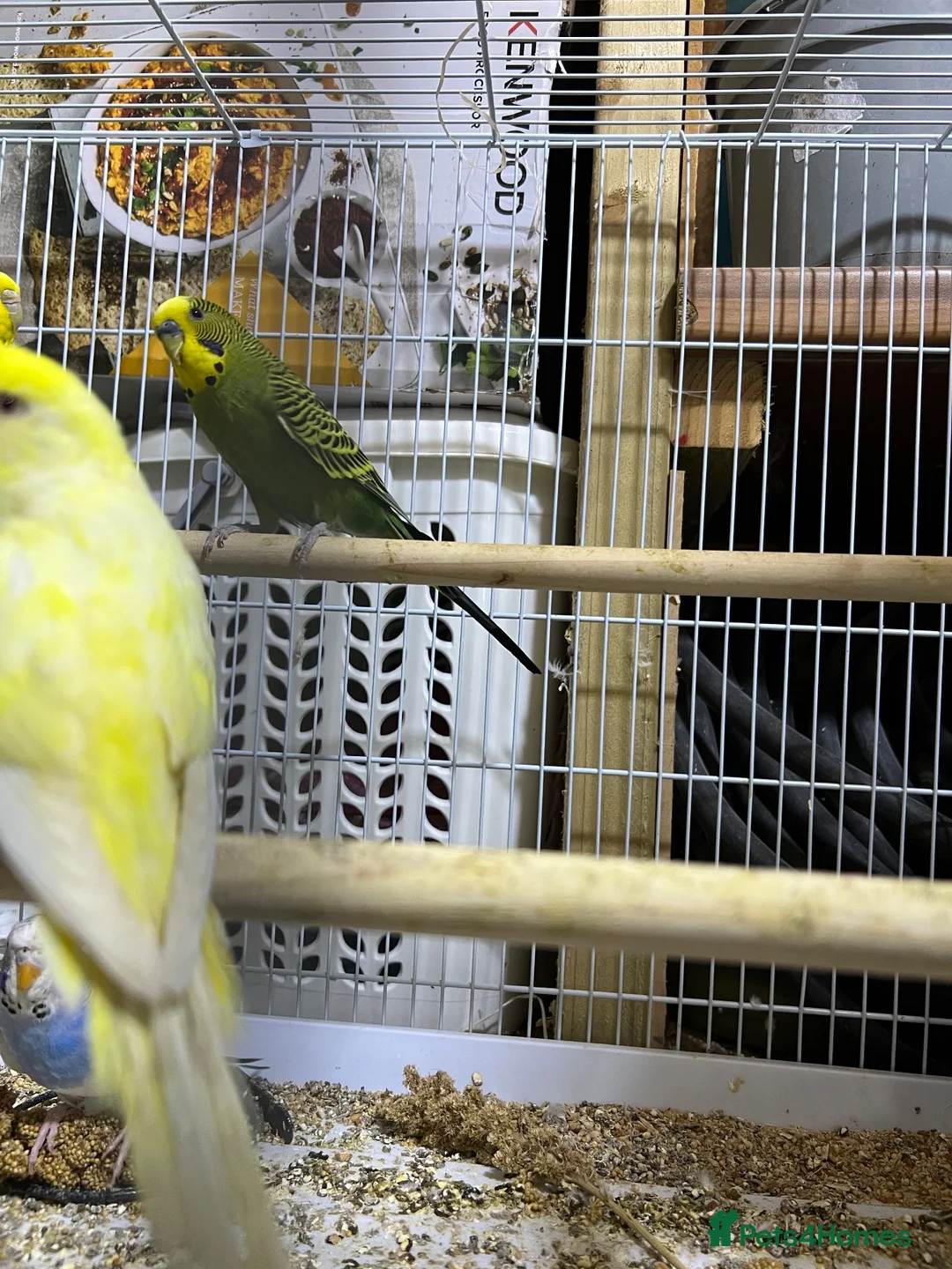Budgerigars birds for sale: 18 budgies for sale - Advert 12