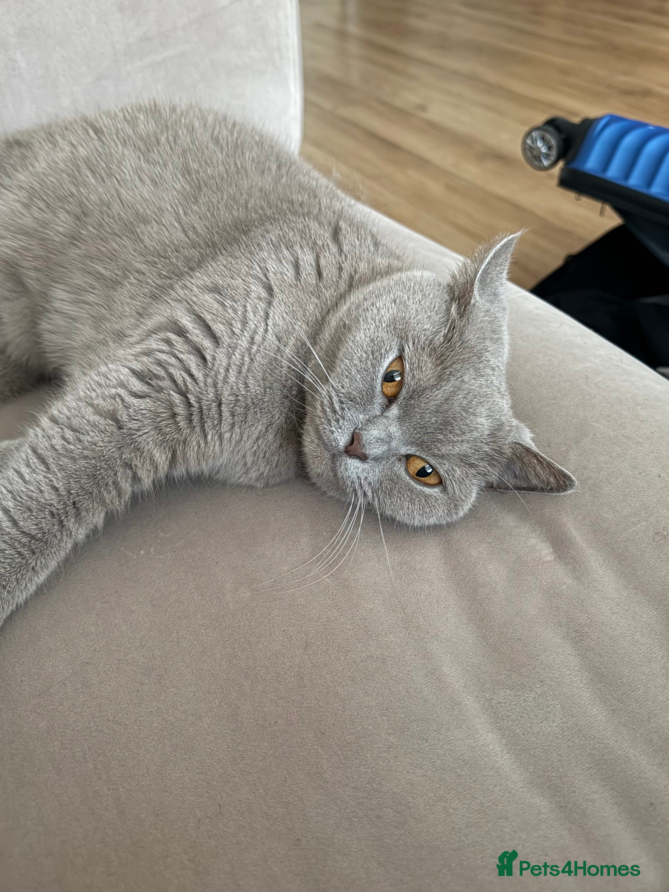 British Shorthair cats 2 British Short Hairs - 1 female (3) 1 Male (5) - Advert 2