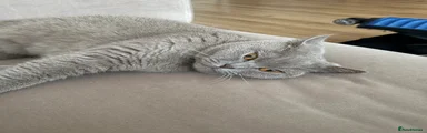 Mochi