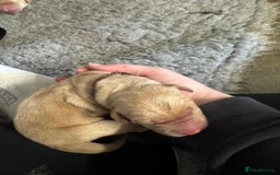 Goldador dogs for sale: Goldador Black & Golden Pups - Pets / Therapy - Image 6