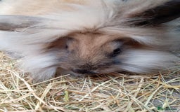 Mini Lion Lop rabbits for sale: 3 boys 1 girl mini lion lop - Image 2