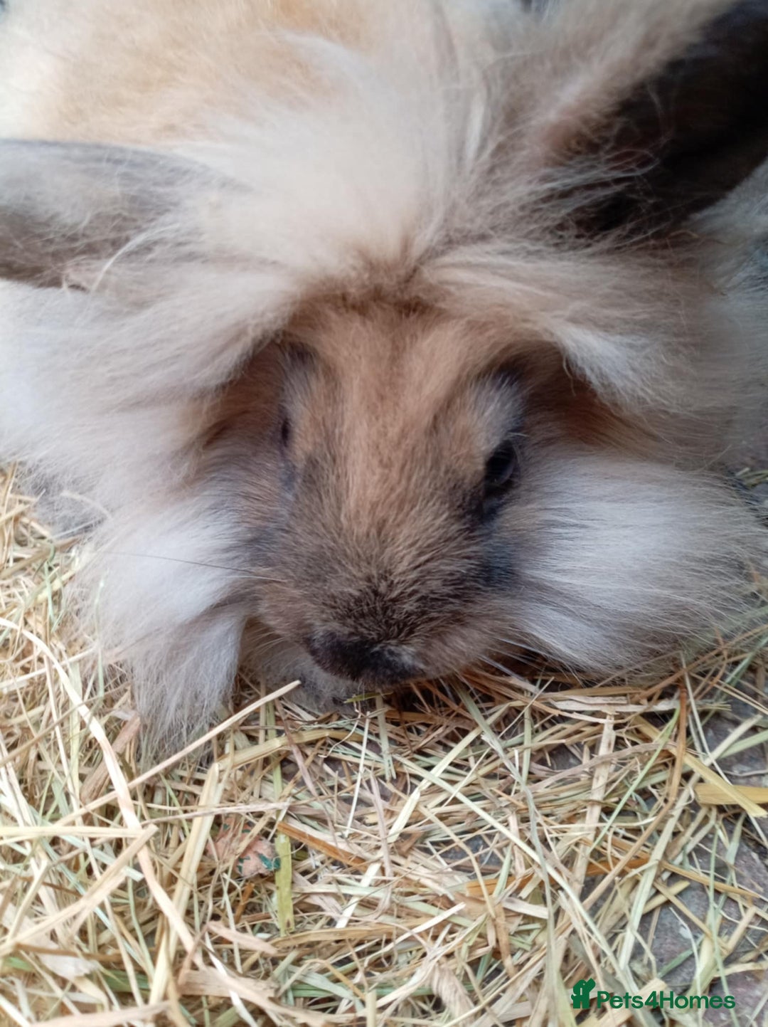 Mini Lion Lop rabbits for sale: 3 boys 1 girl mini lion lop - Image 2