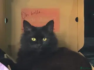 Maine Coon cats Freddie needs a home - Advert 2