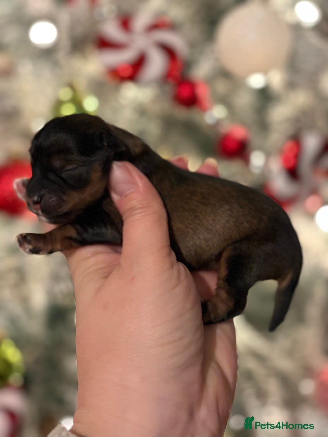 Miniature Schnauzer dogs for sale: Chocolate & Tan, Wheaten Parti Mini Schnauzers - Advert 4