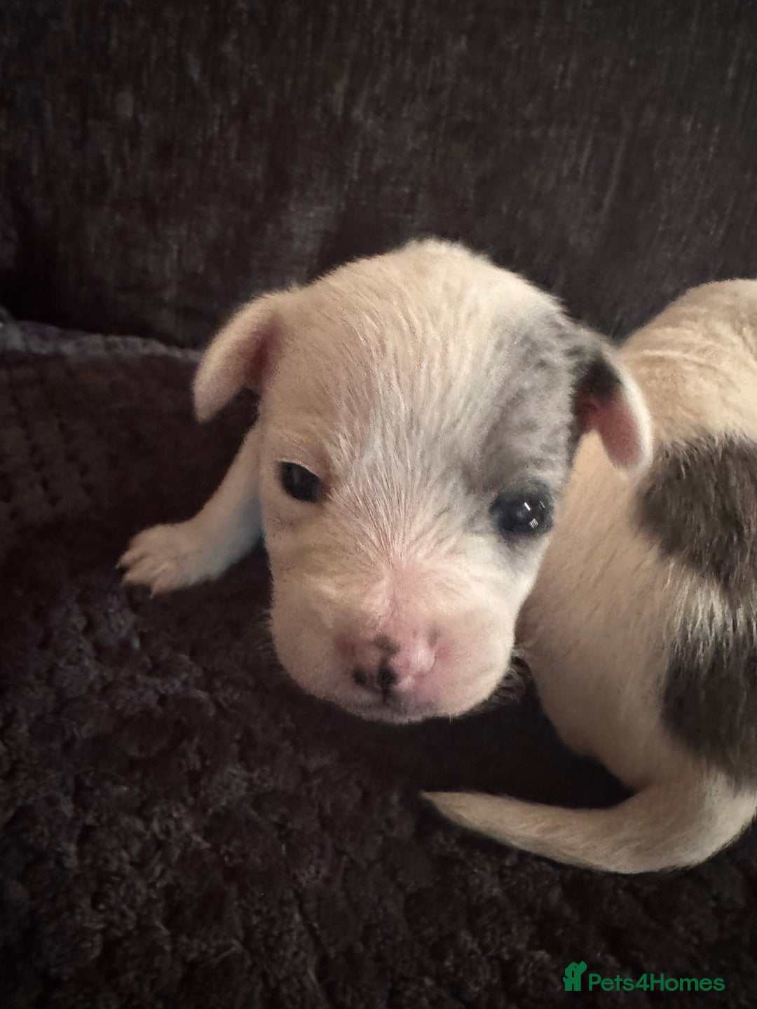 Chipoo dogs for sale: toy poodle X miniature Chihuahua, stunning 2 boys - Advert 3