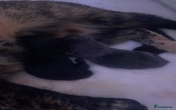 American Shorthair cats for sale: American shorthair kittens for sale - Image 2