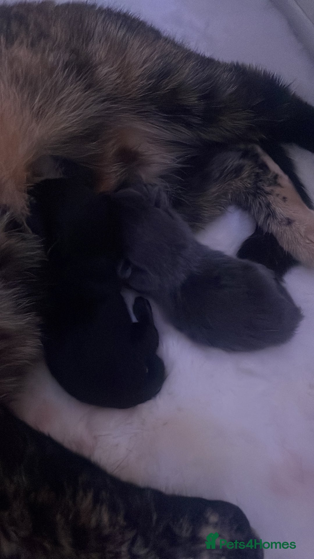 American Shorthair cats for sale: American shorthair kittens for sale - Image 2