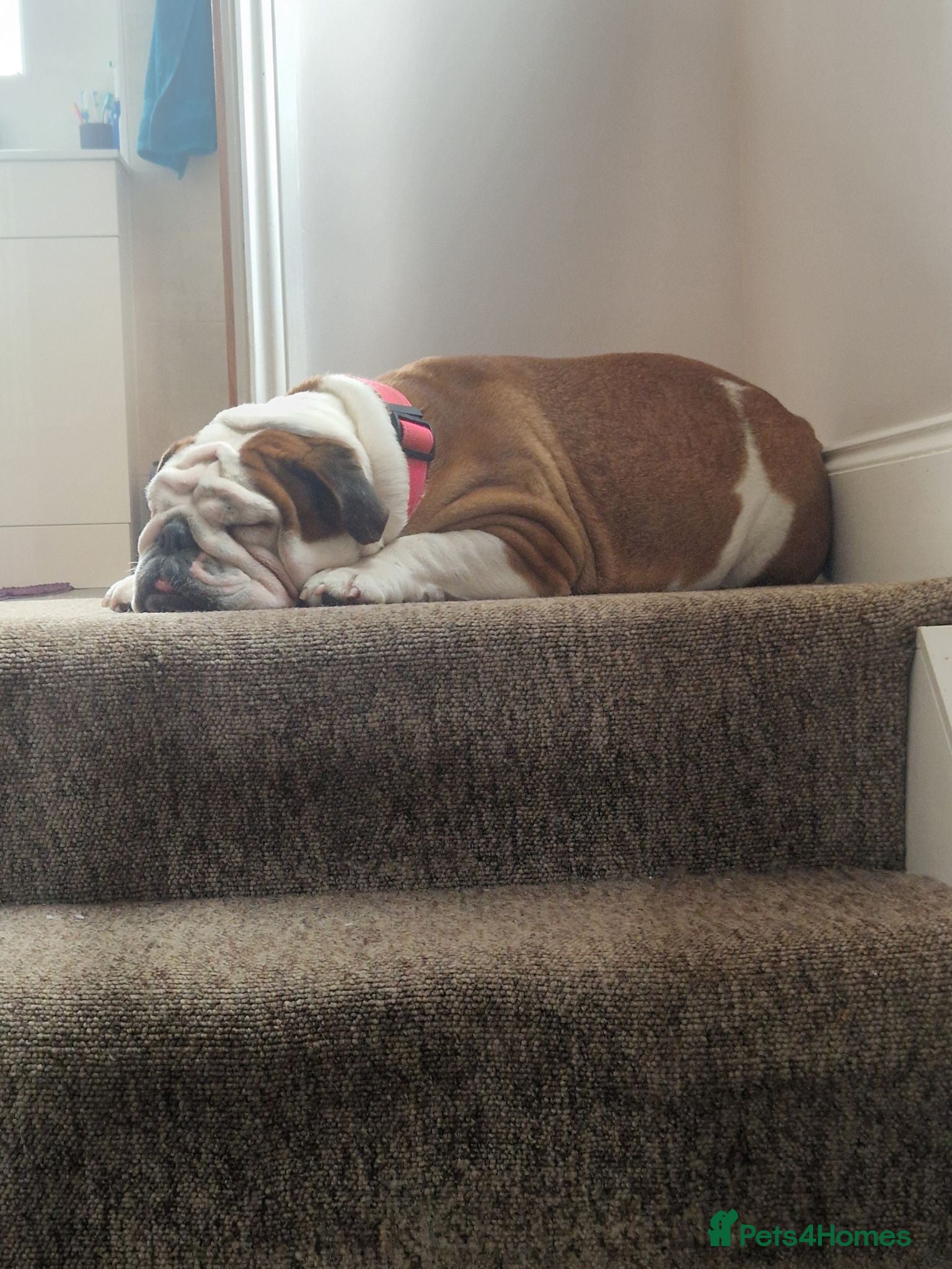 English Bulldog dogs 5 Year Old Bulldog Betty  - Advert 2